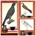 Load image into Gallery viewer, Seven Vintage Bird Prints From Sweden
