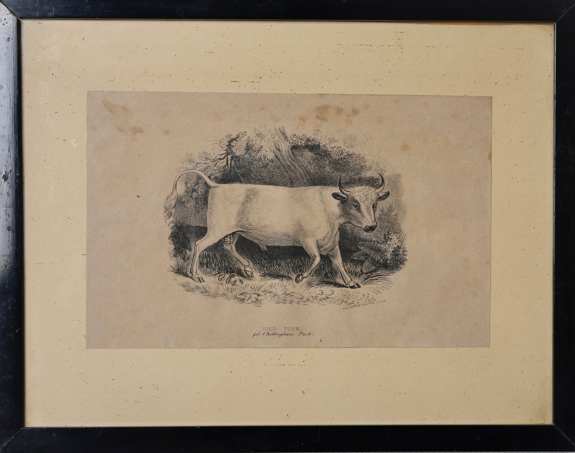 Three Vintage Cow Prints From Sweden