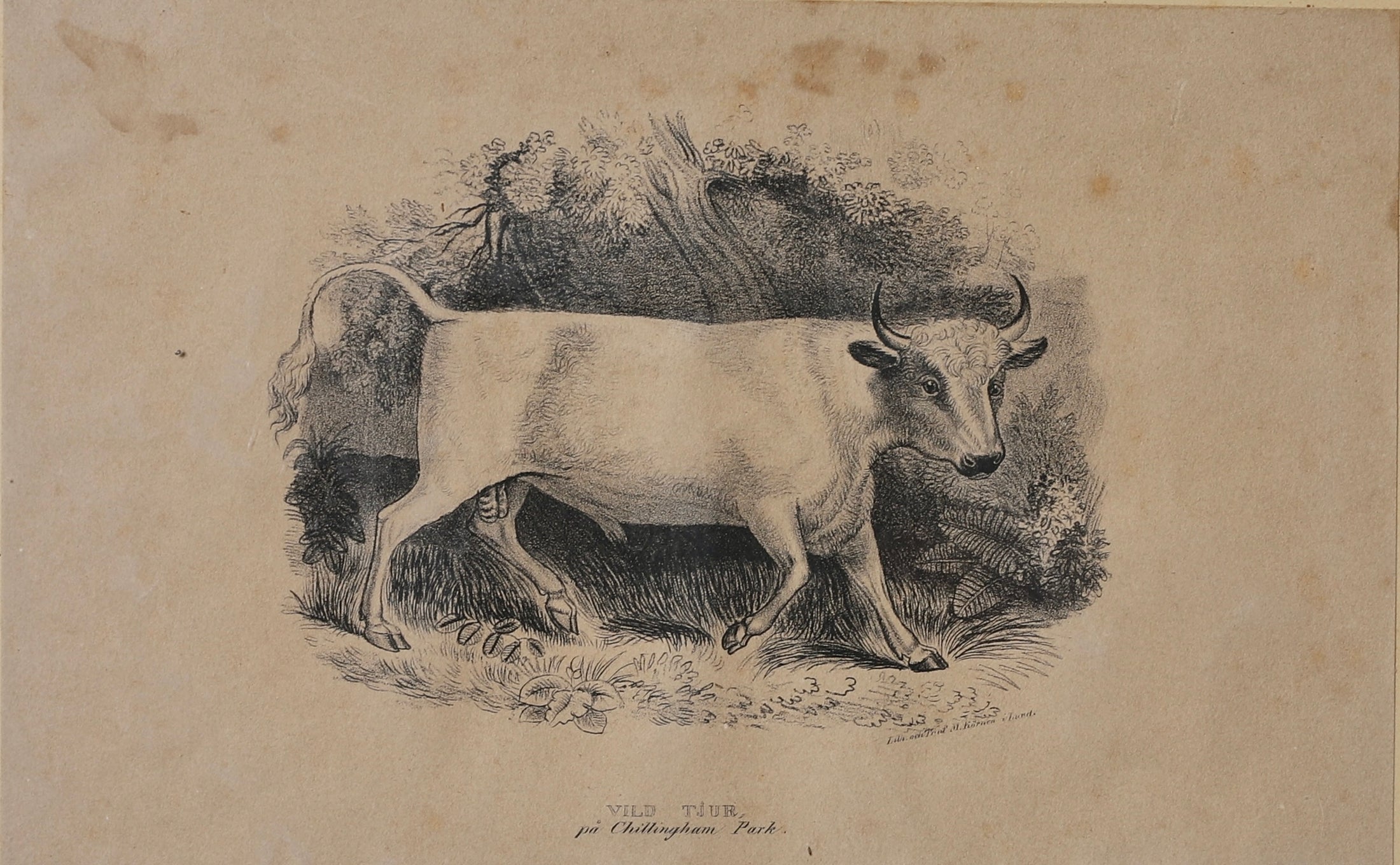 Three Vintage Cow Prints From Sweden