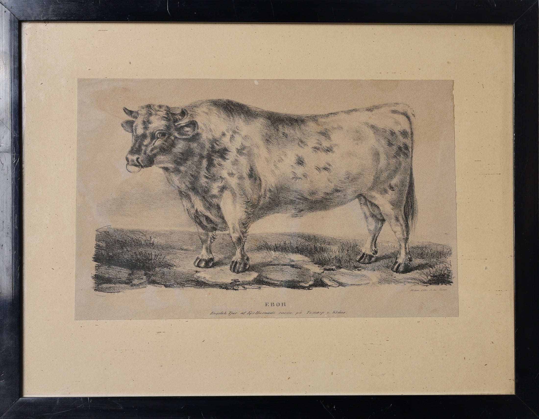 Three Vintage Cow Prints From Sweden