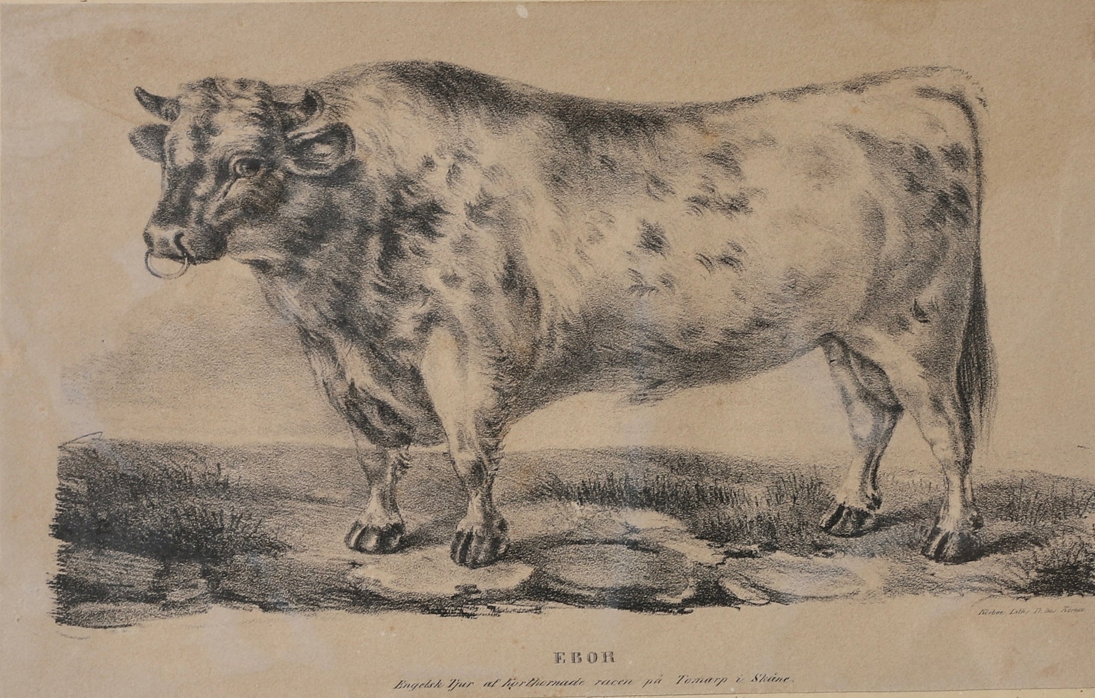 Three Vintage Cow Prints From Sweden