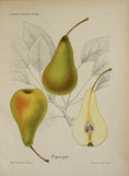 Load image into Gallery viewer, Colorful Vintage Botanicals of Fruit from Sweden