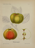 Load image into Gallery viewer, Colorful Vintage Botanicals of Fruit from Sweden