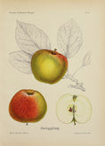 Load image into Gallery viewer, Set of Four Original Fruit Botanicals from Sweden
