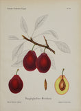 Load image into Gallery viewer, Set of Four Original Fruit Botanicals from Sweden