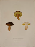Load image into Gallery viewer, Set of Four Vintage Mushroom Prints from Sweden