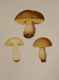 Load image into Gallery viewer, Set of Four Vintage Mushroom Prints from Sweden