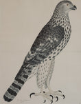Load image into Gallery viewer, Pair of Vintage Framed Bird Prints From Sweden