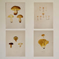 Load image into Gallery viewer, Set of Four Vintage Mushroom Prints from Sweden