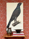 Seven Vintage Bird Prints From Sweden