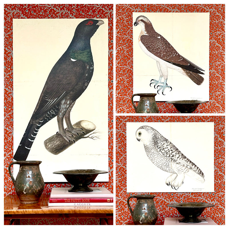 Seven Vintage Bird Prints From Sweden