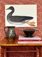 Seven Vintage Bird Prints From Sweden