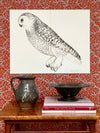 Seven Vintage Bird Prints From Sweden