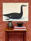 Seven Vintage Bird Prints From Sweden