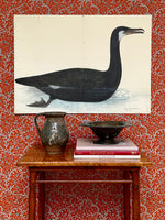 Seven Vintage Bird Prints From Sweden