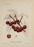 Load image into Gallery viewer, Colorful Vintage Botanicals of Fruit from Sweden
