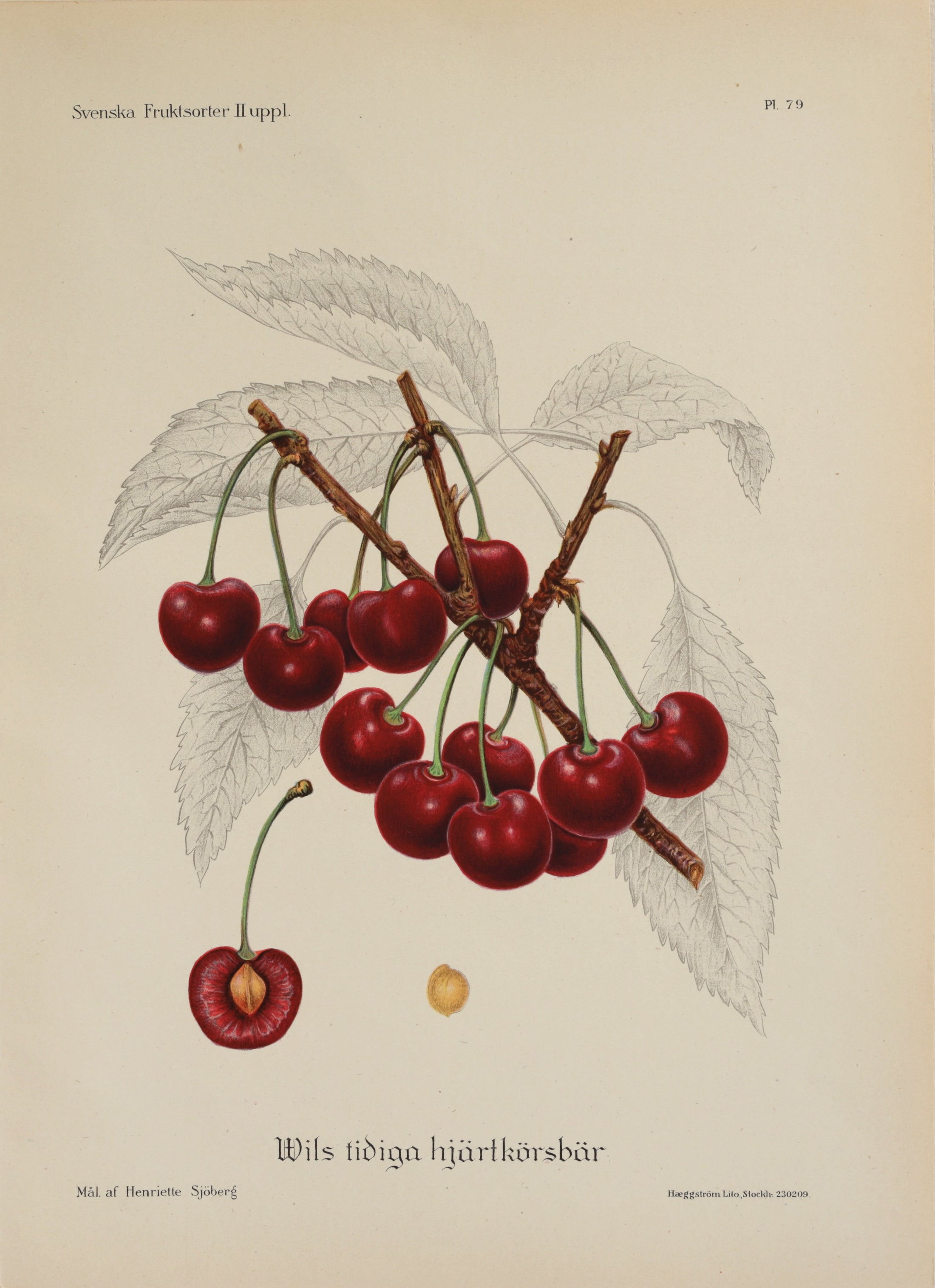 Colorful Vintage Botanicals of Fruit from Sweden