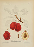 Load image into Gallery viewer, Colorful Vintage Botanicals of Fruit from Sweden
