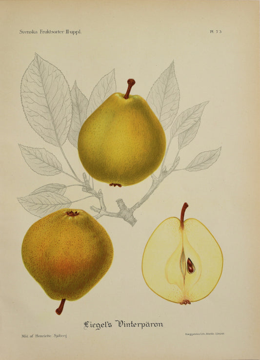 Set of Four Original Fruit Botanicals from Sweden