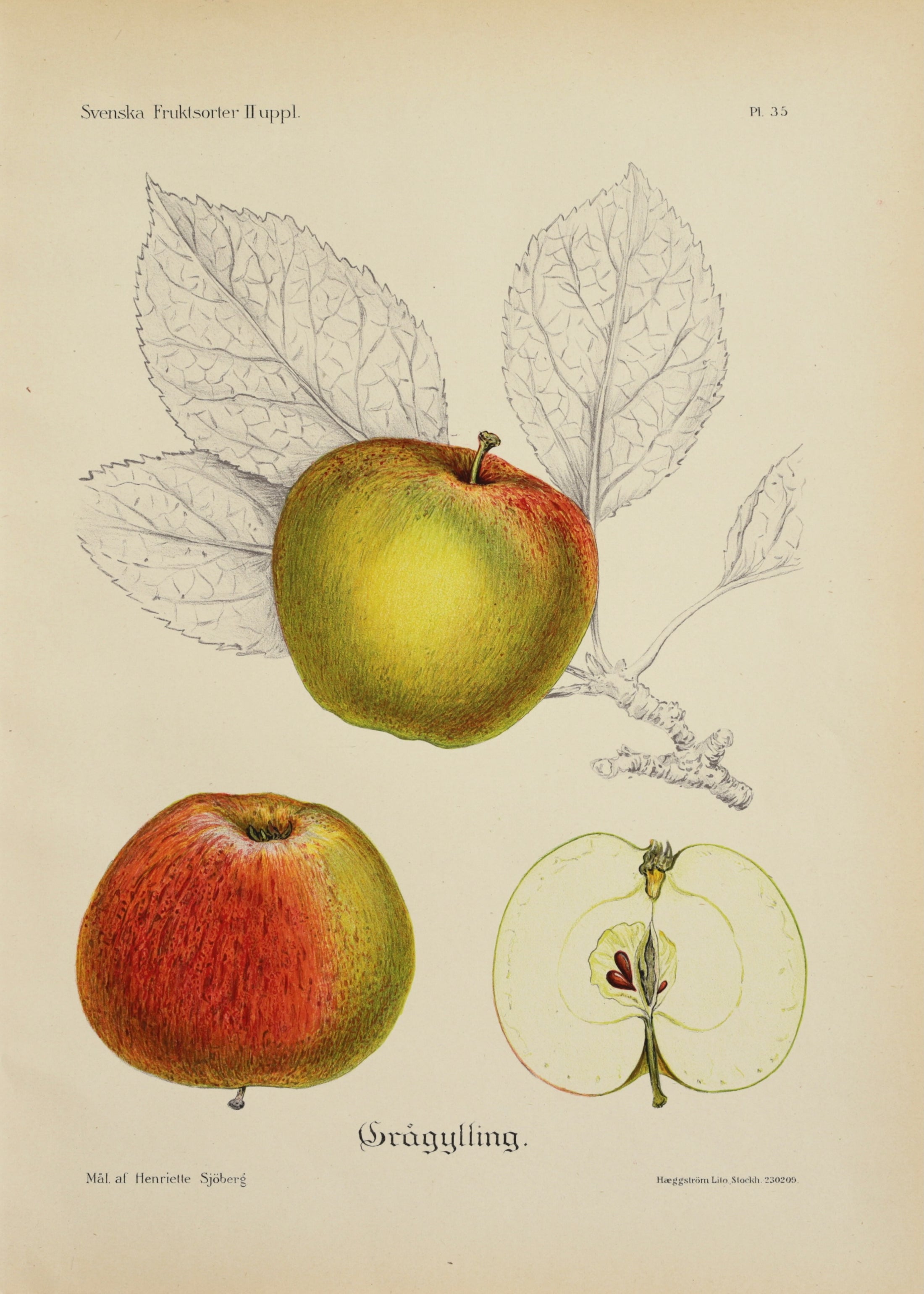 Set of Four Original Fruit Botanicals from Sweden