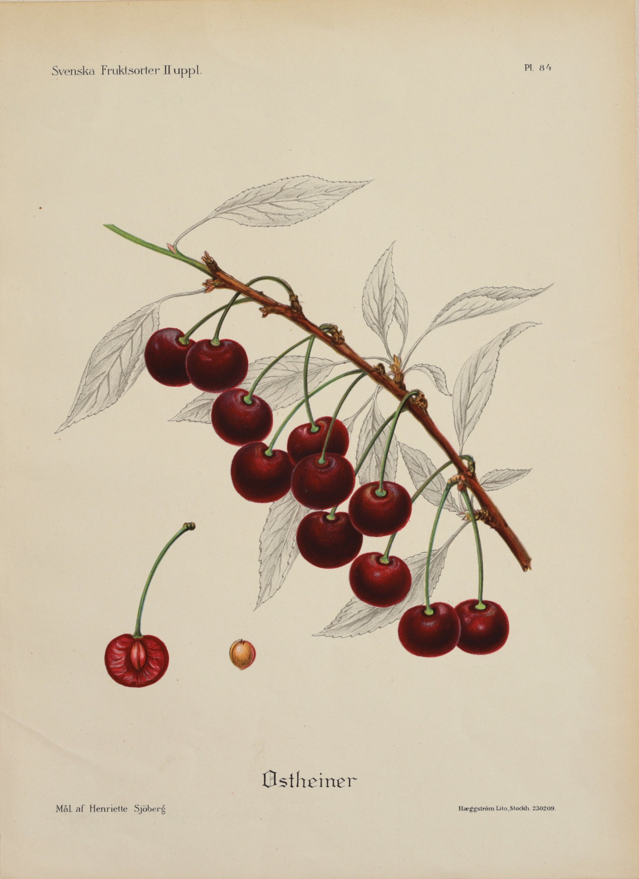 Set of Four Original Fruit Botanicals from Sweden