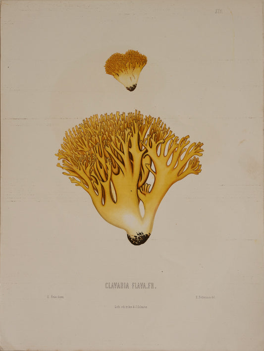 Set of Four Vintage Mushroom Prints from Sweden