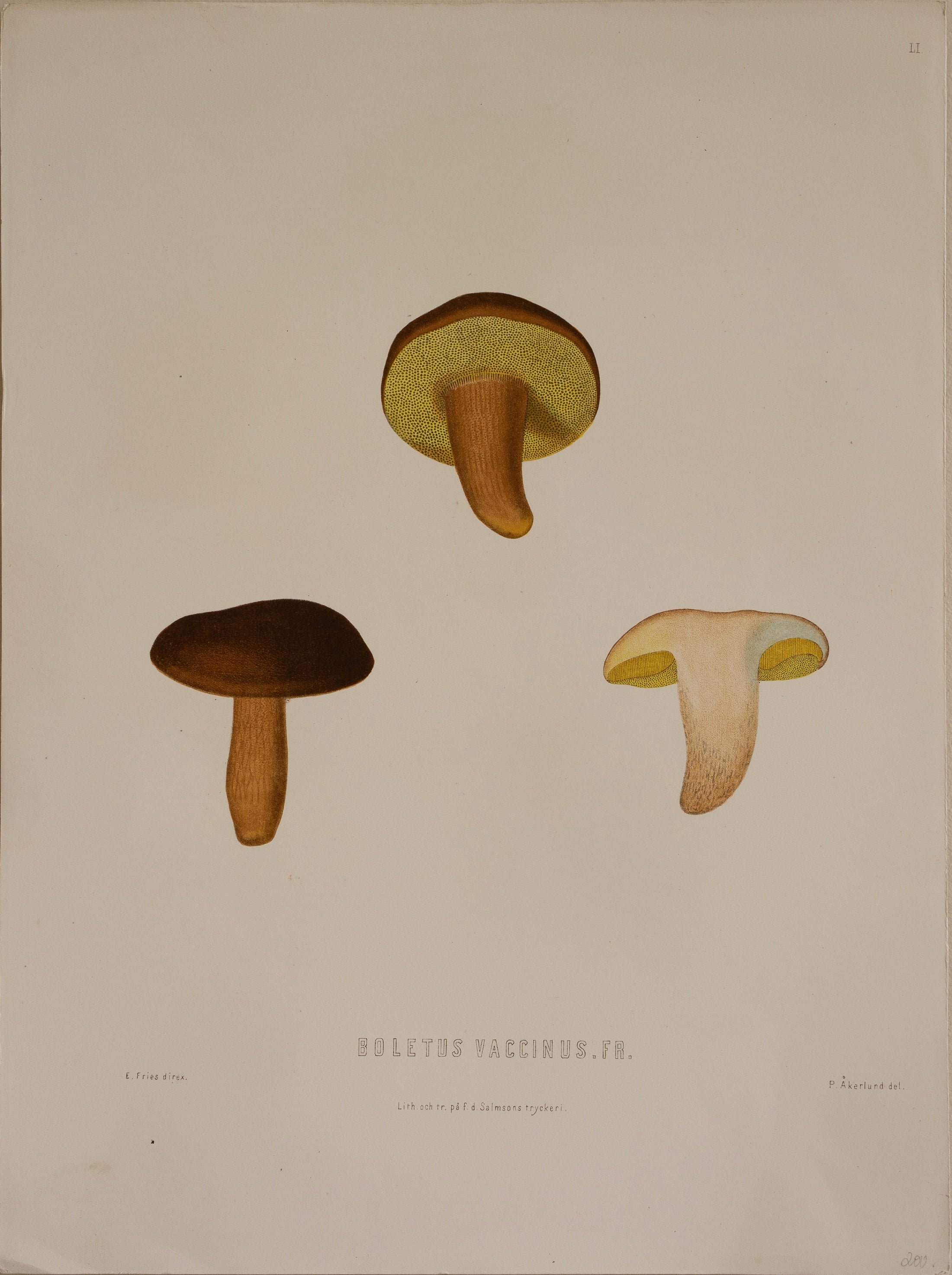 Set of Four Vintage Mushroom Prints from Sweden