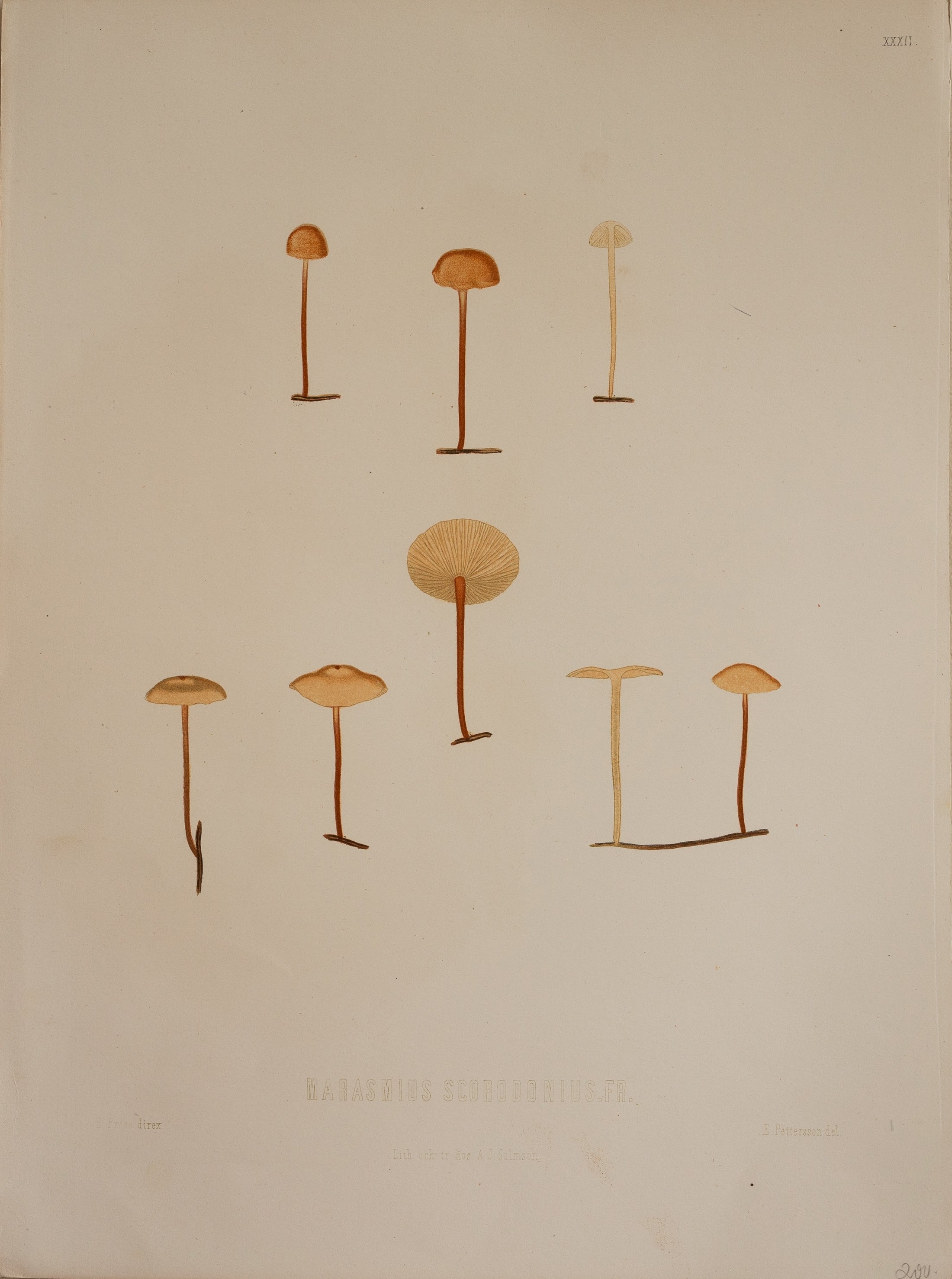 Set of Four Vintage Mushroom Prints from Sweden