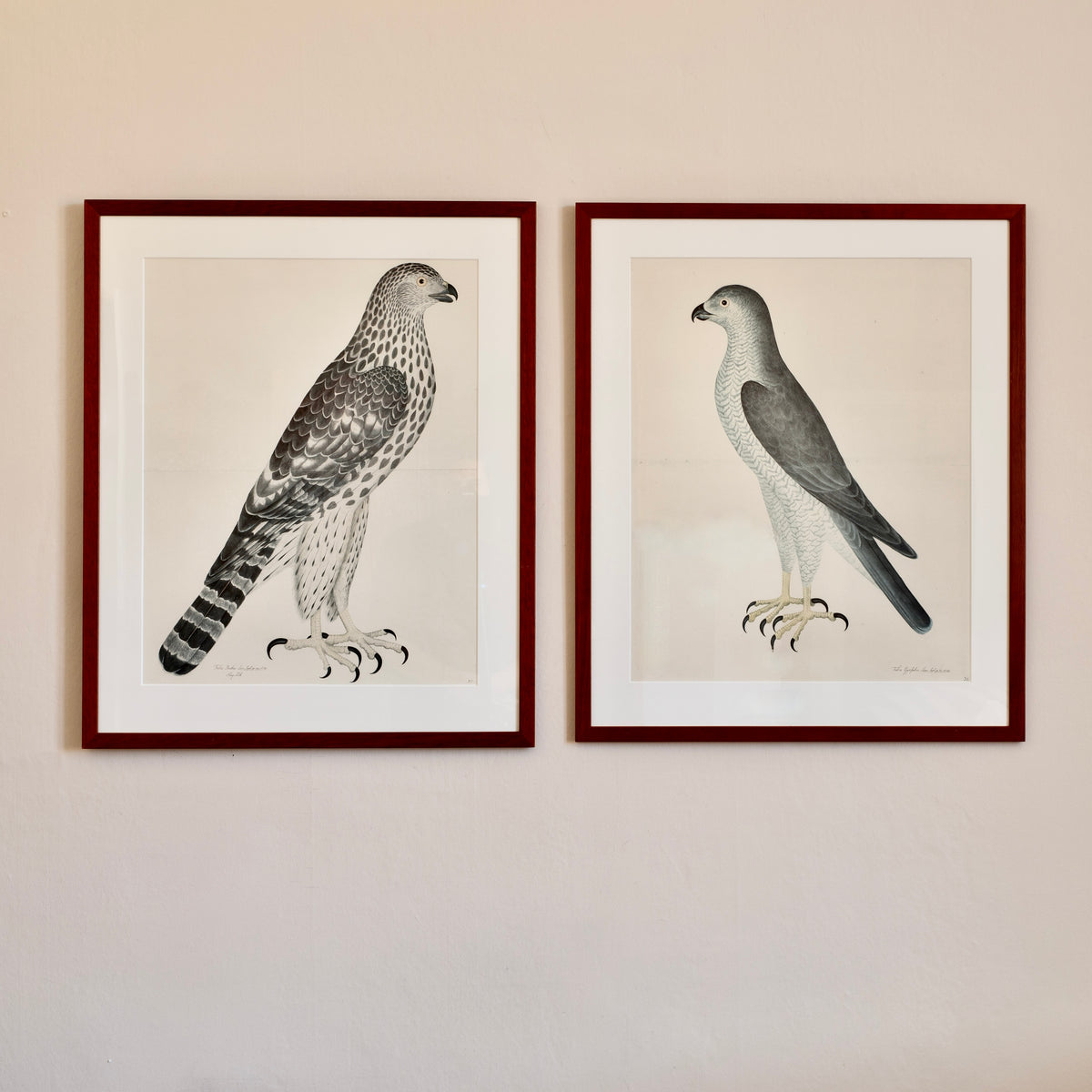 Pair of Vintage Framed Bird Prints From Sweden