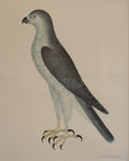 Load image into Gallery viewer, Pair of Vintage Framed Bird Prints From Sweden
