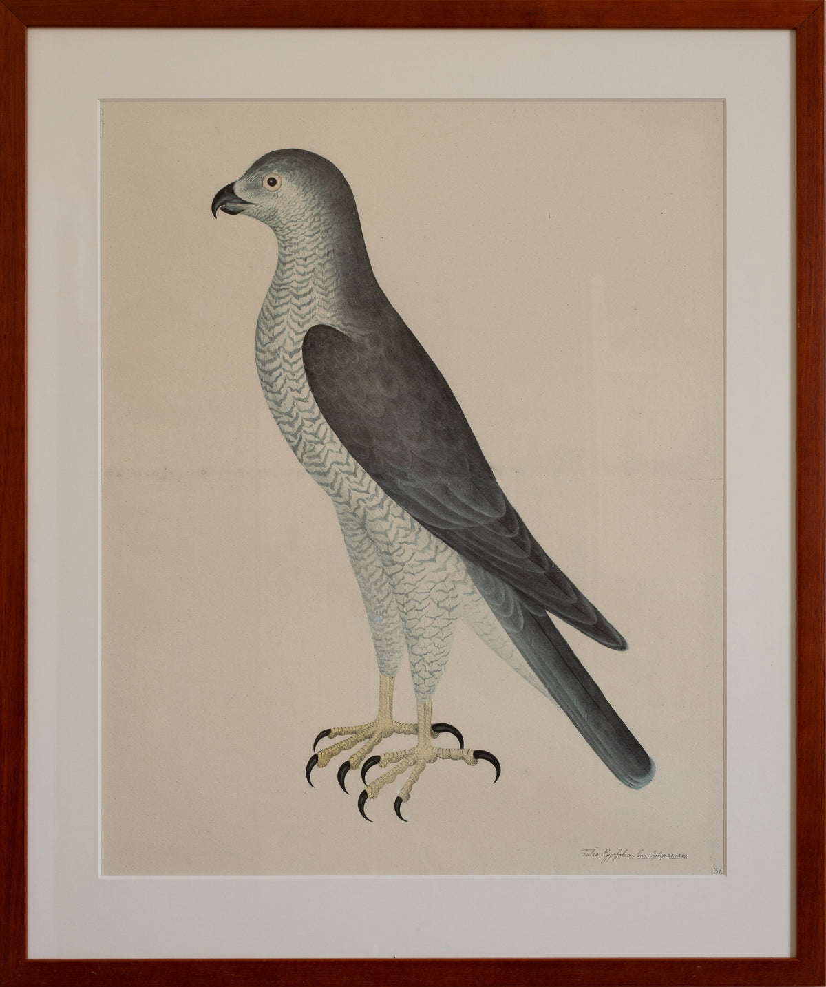 Pair of Vintage Framed Bird Prints From Sweden
