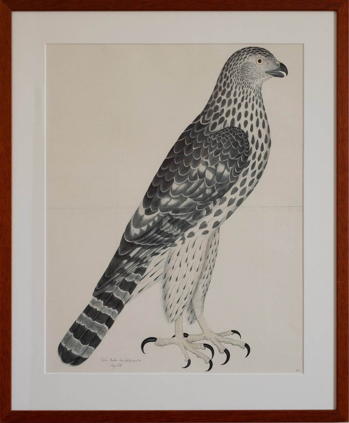 Pair of Vintage Framed Bird Prints From Sweden
