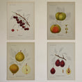 Load image into Gallery viewer, Set of Four Original Fruit Botanicals from Sweden
