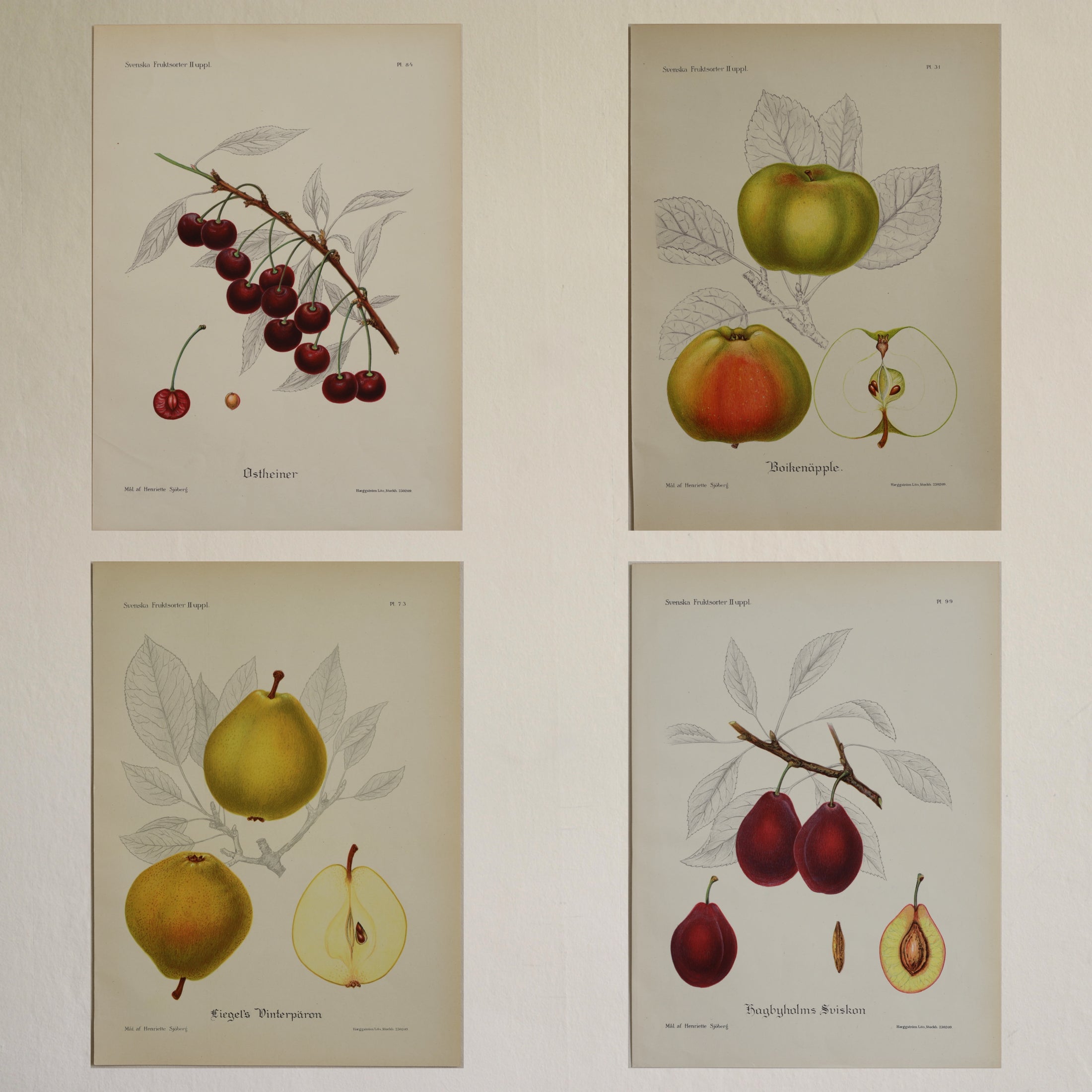 Set of Four Original Fruit Botanicals from Sweden