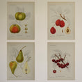 Load image into Gallery viewer, Colorful Vintage Botanicals of Fruit from Sweden
