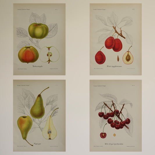 Colorful Vintage Botanicals of Fruit from Sweden