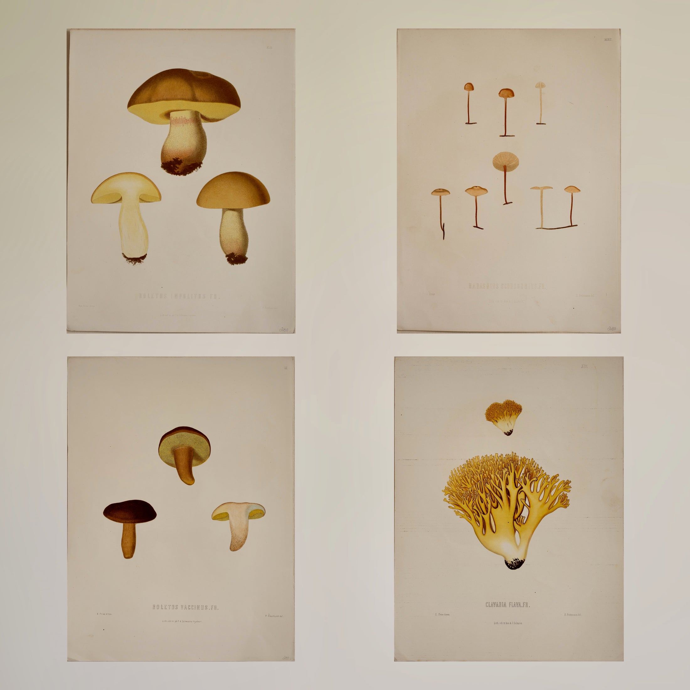 Set of Four Vintage Mushroom Prints from Sweden